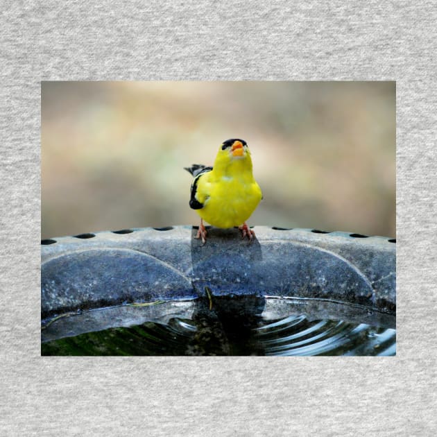 thirsty goldfinch... by LaurieMinor